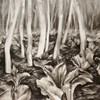 Skunk Cabbage, Charcoal on mylar, 24x32