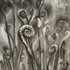 Fiddleheads, Charcoal on mylar, 32x24