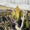 Hyacinths Emerging, 40x40, pastel on paper